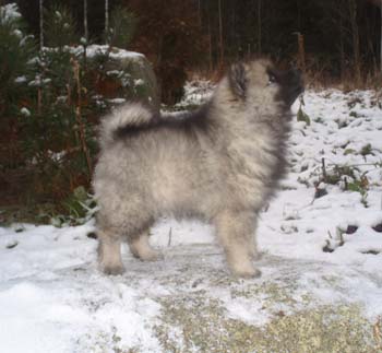 Waatan Angelica, Lila 8 vko