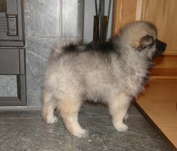 melli_waatan_andromeda