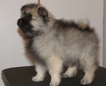 moona_waatan_anemone