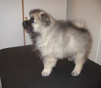 moona_waatan_anemone1