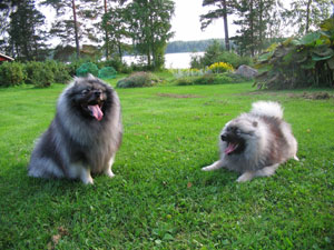 Nessi ja Rolle lemmenlomalla